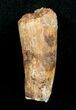 Bargain Spinosaurus Tooth - inches #4481-1